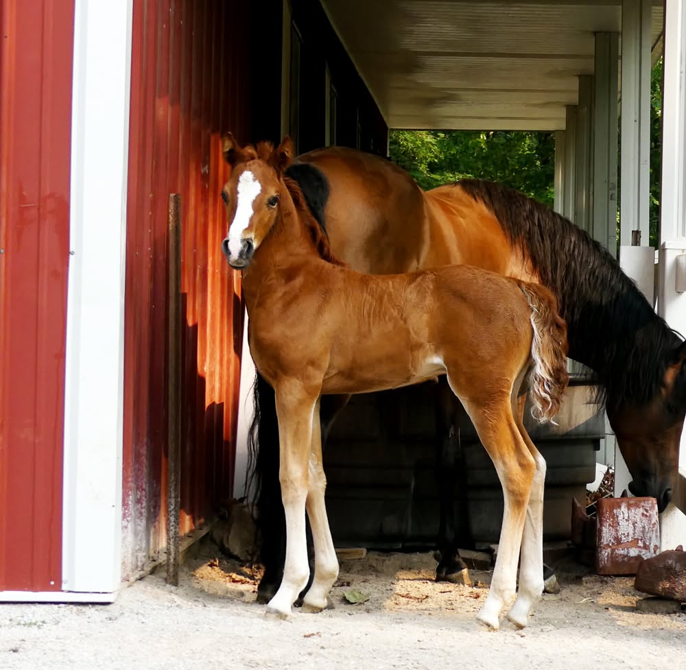 Chestnut Lippitt Morgan foal Ascension standing beside its dam at a barn