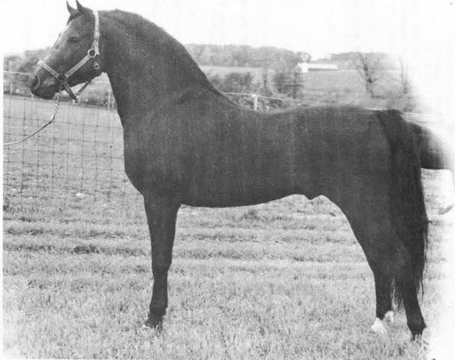 Black-and-white photograph of the Lippitt mare Ashwood Jess's Pride standing in a field
