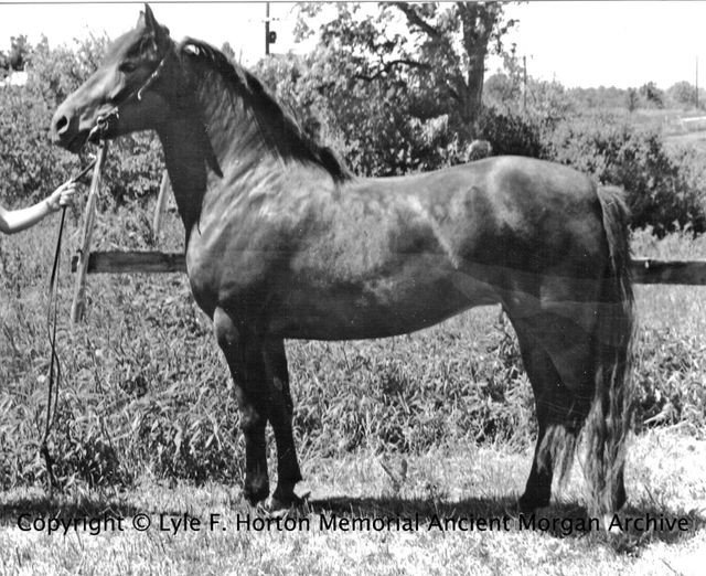 Archival black-and-white photograph of the Lippitt mare CC Eres Tu standing in profile at a fence line