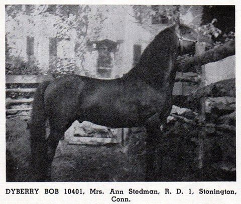 Black-and-white photograph of the Lippitt stallion Dyberry Bob standing in show pose