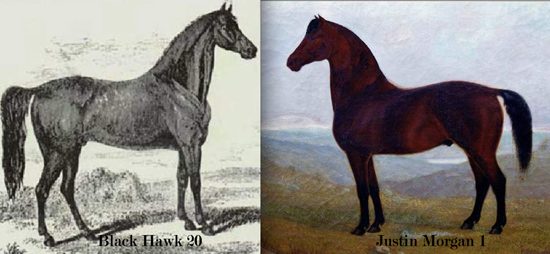 Plate pairing an engraving of Black Hawk 20 with a painting of Justin Morgan 1