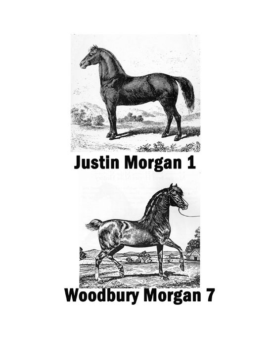 Nineteenth-century engravings of Justin Morgan 1 and his son Woodbury Morgan 7