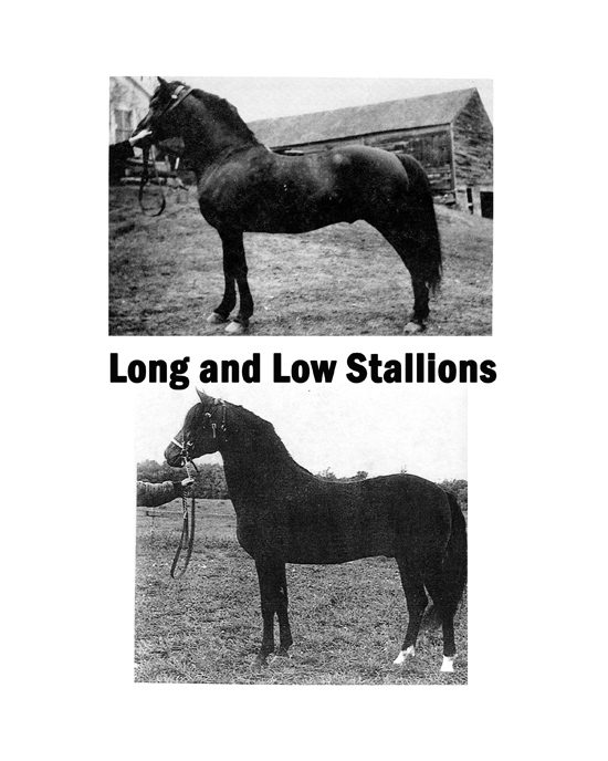 Long and low stallions comparison plate, second of three