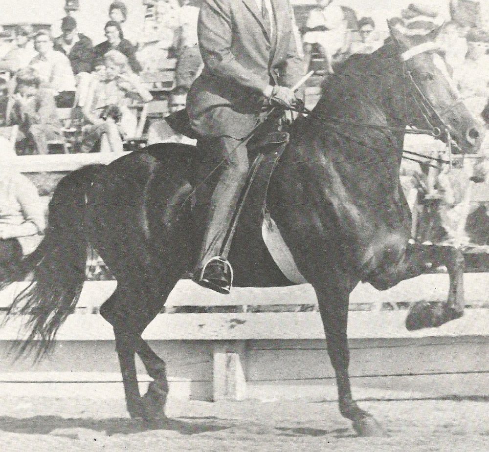 Vintage photograph of a Lippitt Morgan under saddle at a horse show, spectators in the stands