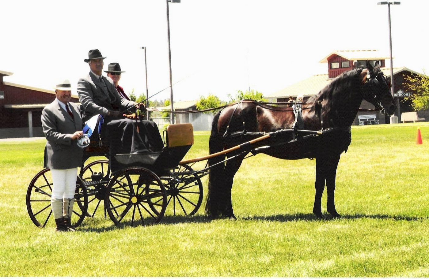 Lippitt Morgan stallion hitched to a carriage at a driving event, two passengers aboard