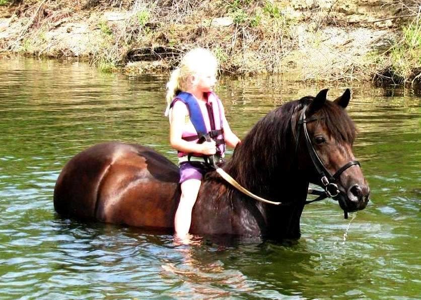 A young girl in a life vest rides a dark Lippitt Morgan stallion chest-deep in a lake
