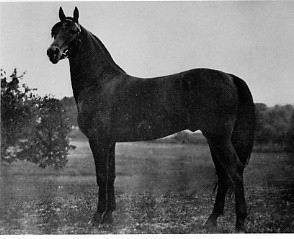 Black-and-white photograph of the Lippitt mare Sweet Success standing in a field